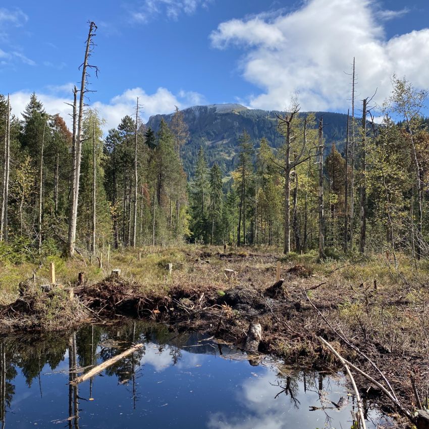 Umweltbewusstes Projekt